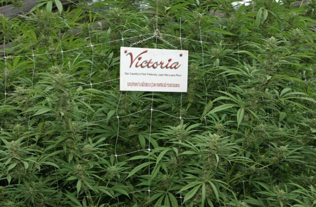 Australian firm seeks approval for CBD pain tablet after trial misses main goal