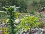 Cannabis Ganja Farm (17840677703)