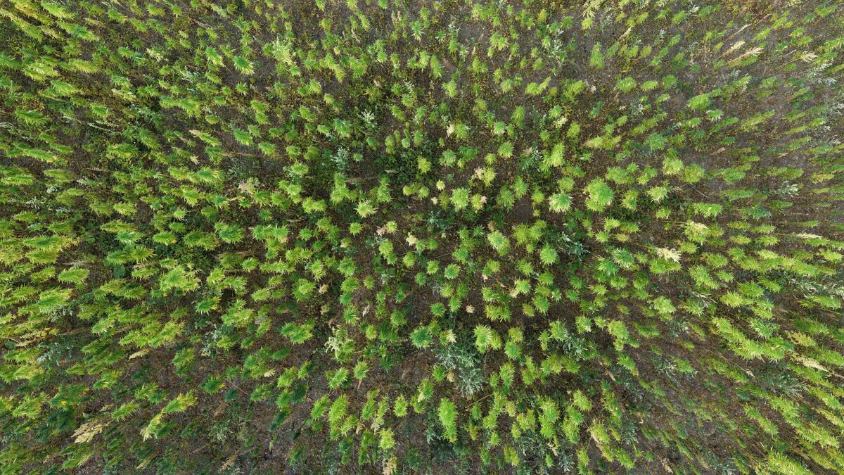 Aerial view looking down on a field of green industrial hemp plants growing in rows near Biedermannsdorf, Lower Austria.