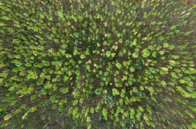 Industry body urges hemp reform in report launched at Parliament