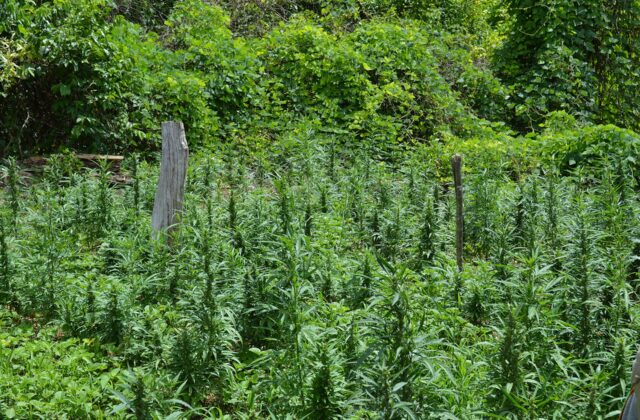 Two men jailed for 22 months over underground cannabis farm near Wolston